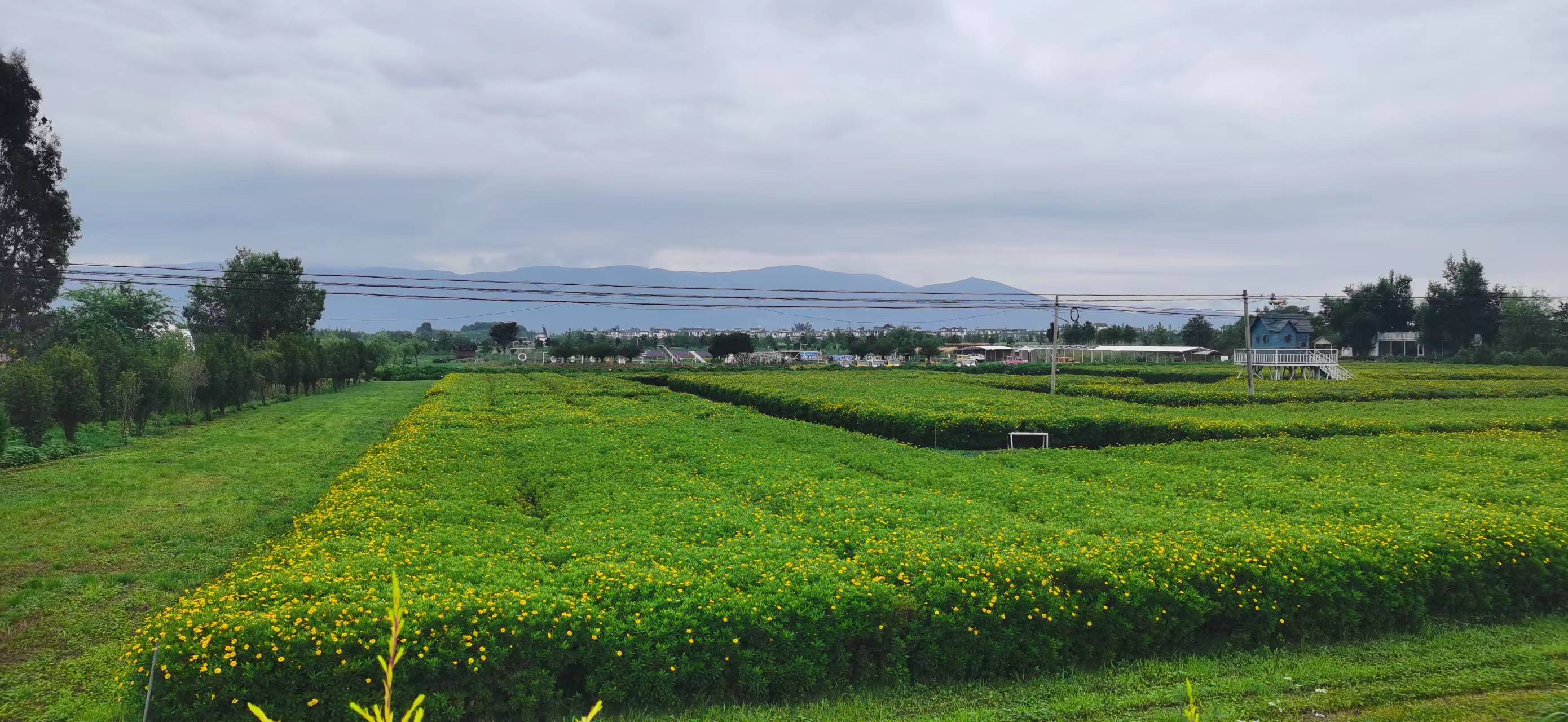 绿油油的麦田